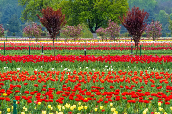Kashmir Tulip Festival