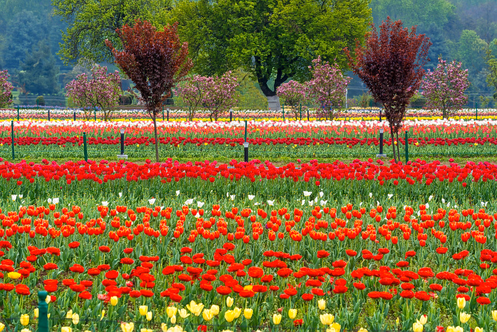 Kashmir Tulip Festival