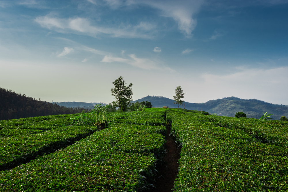 Munnar
