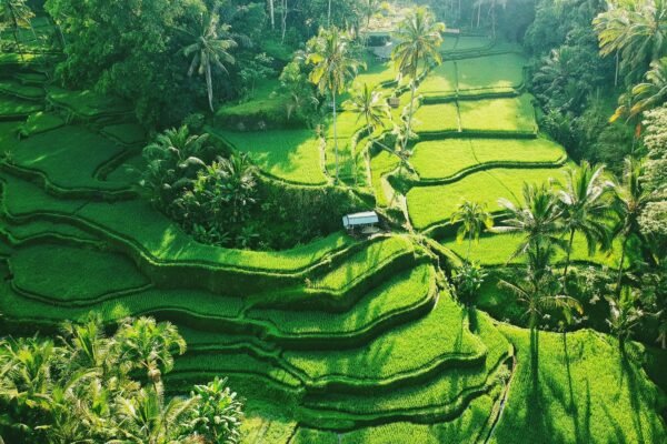 tegallalang-bali.jpg