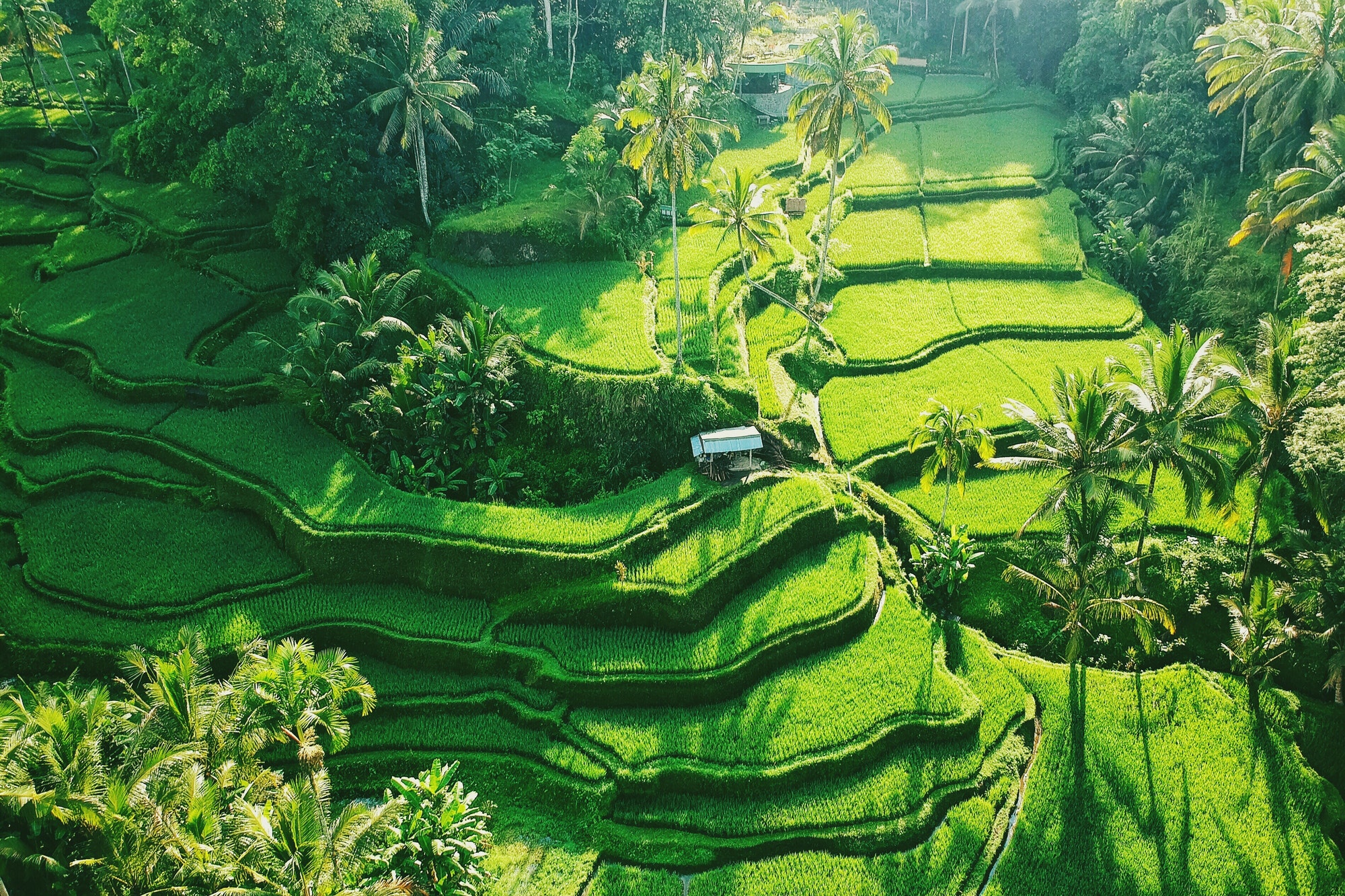 tegallalang-bali.jpg