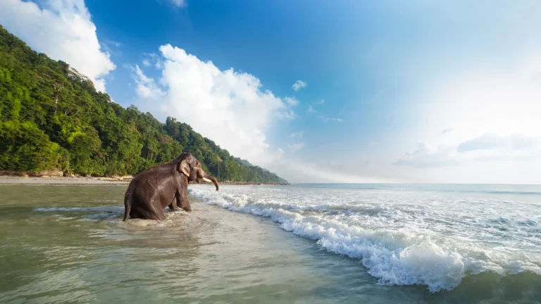 Andaman Romantic Getaway – photo 3
