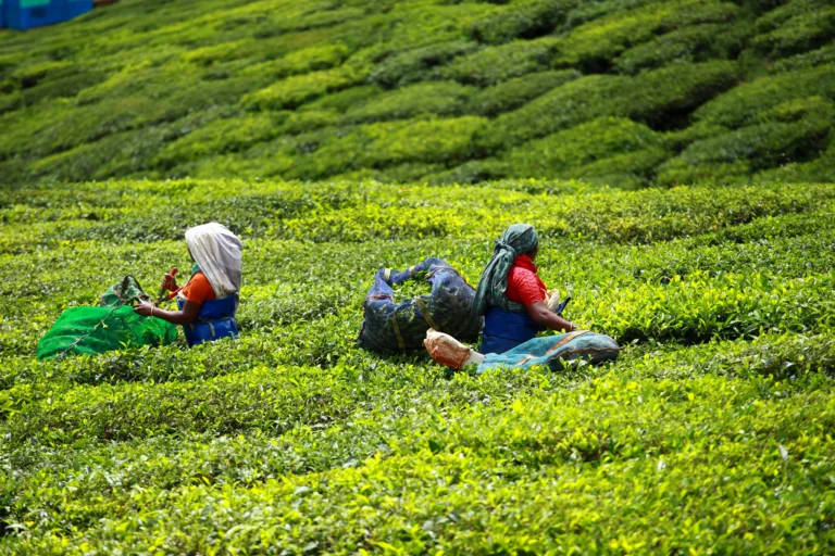 Day 2: Full-Day Munnar Sightseeing Tour