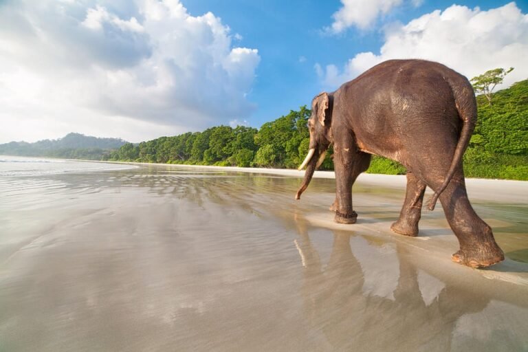 Day 3: Day Trip to Elephant Beach